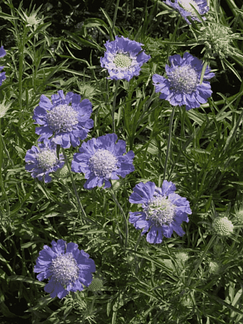 Скабиоза  кавказская Perfecta Blue