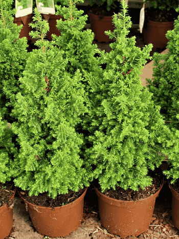 Кипарисовик туевидный Top Point