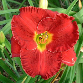 Лилейник гибридный Силоам Пол Ваттс