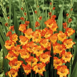 Гладиолус Princess Margret Rose