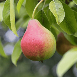 Груша Татьяна