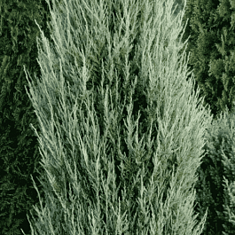 Можжевельник скальный Blue ivory