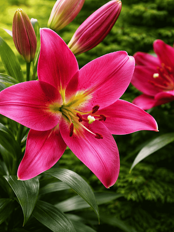 Лилия Touchstone