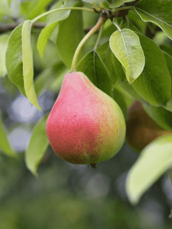 Груша Татьяна