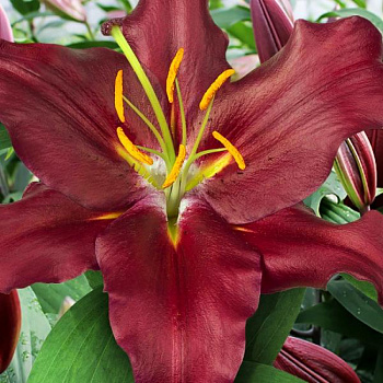 Лилия восточная Петролия НАБОР 2ШТ (2+2)