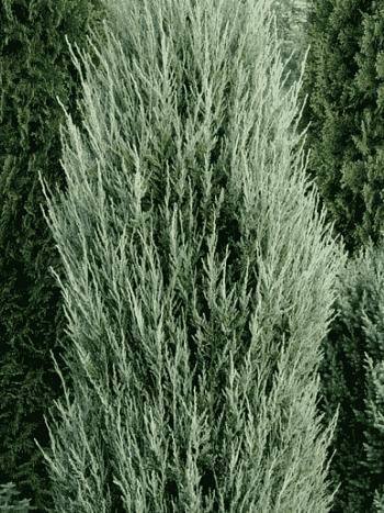 Можжевельник скальный Blue ivory