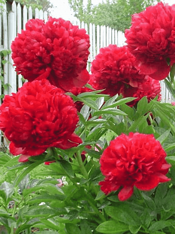 Пион Молочноцветковый Red Magic