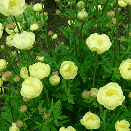 Купальница гибридная Alabaster