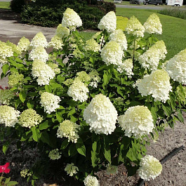 Гортензия метельчатая Саммэ Бриз ПАТИО