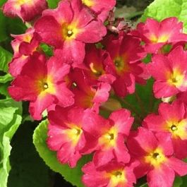 Примула Юлии Wanda Dark Pink