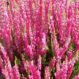 Вереск обыкновенный Dark Star