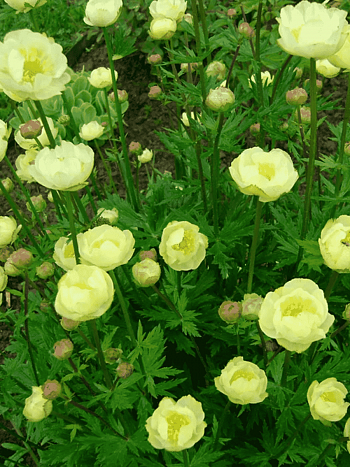 Купальница гибридная Alabaster