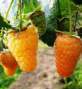 Малина ремонтантная Оранжевое Чудо