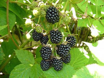 Ежевика кустистая Eboni