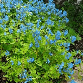 Хохлатка высокая