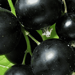 Смородина черная Купалинка