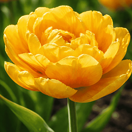 Тюльпан Gold Fever