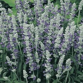 Шалфей мучнистый