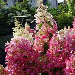 Гортензия метельчатая Candlelight
