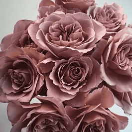 Роза чайно-гибридная Cafe Latte