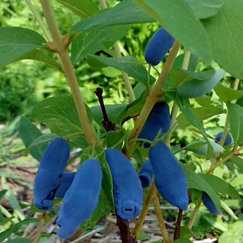 Жимолость съедобная Джайнт Харт