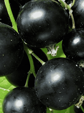 Смородина черная Купалинка