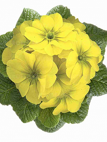 Примула Hethor Citrus