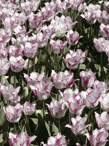 Тюльпан Aria Card