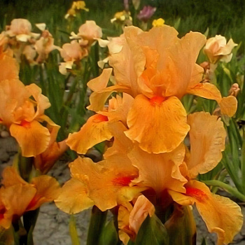 Ирис германский Apricot Silk (IB)