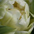Тюльпан Махровый Maureen Double