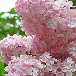 Сирень обыкновенная Вечерний звон