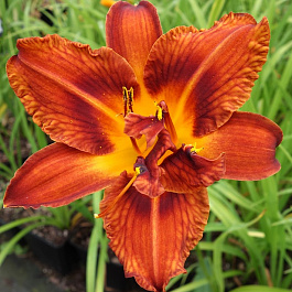 Лилейник гибридный Разберри Дабл