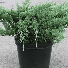 Можжевельник горизонтальный Hughes