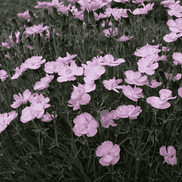 Гвоздика Перистая Dinetta Soft Pink