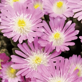 Делосперма Купера Jewel of the Desert Rosequartz