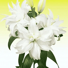 Лилия Roselily Monica