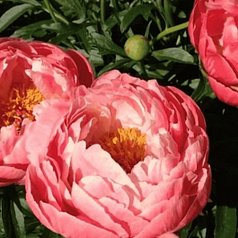 Пион Молочноцветковый Coral Charm