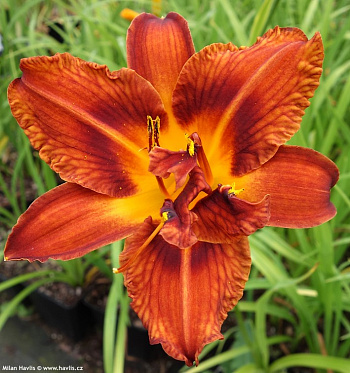 Лилейник гибридный Разберри Дабл