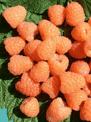 Малина Валентина