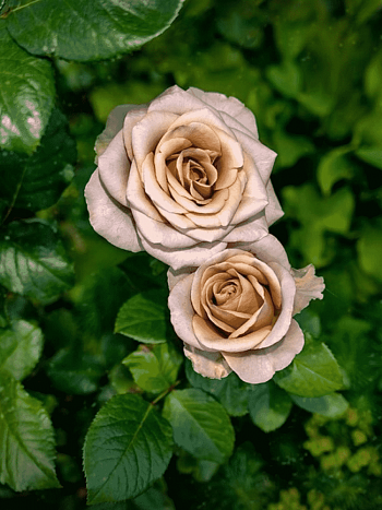 Роза чайно-гибридная Amnesia