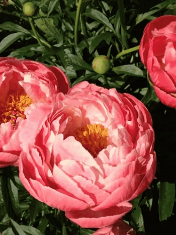 Пион Молочноцветковый Coral Charm