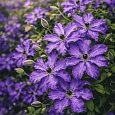 Клематис гибридный Cloudburst