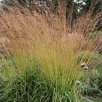 Молиния тростниковая