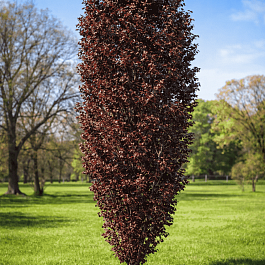 Тополь дельтовидный Purple Tower