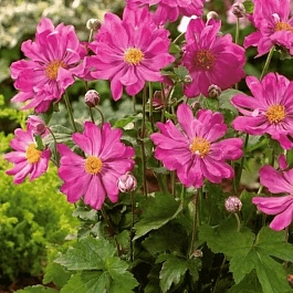 Анемона японская Prinz Heinrich