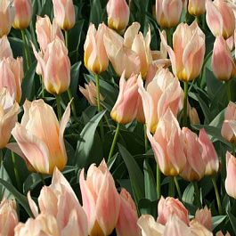 Тюльпан Грейга Фюр Элиз