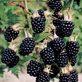 Ежевика Люкс Гай