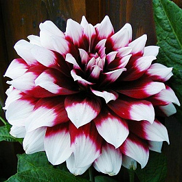 Георгина декоративная Дуэт