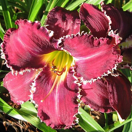 Лилейник гибридный Снэггл Тут