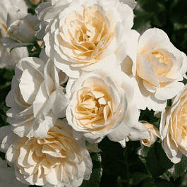 Роза Флорибунда Sirius